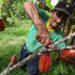 Desabasto de cacao en Tabasco: «muerte anunciada», asegura secretario de Turismo