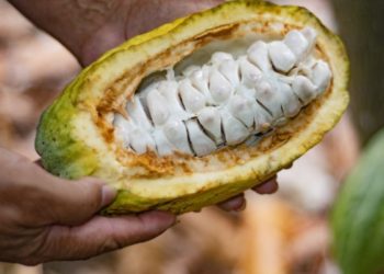 Sedec atribuye alza en precio del cacao a normativa de la Unión Europea
