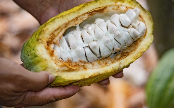 Sedec atribuye alza en precio del cacao a normativa de la Unión Europea