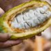 Sedec atribuye alza en precio del cacao a normativa de la Unión Europea