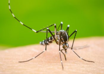 Tabasco, segundo lugar nacional en casos de dengue y tercer lugar en muertes