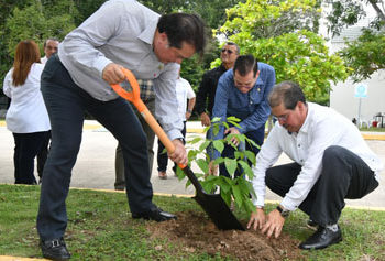 Siembran Guayacanes en la UJAT en campaña “Adopta un árbol”
