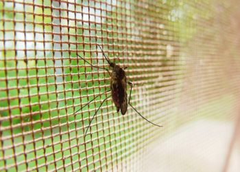 Congreso de Tabasco solicitará a la Secretaría de Salud intensificar fumigación ante plaga de mosquitos