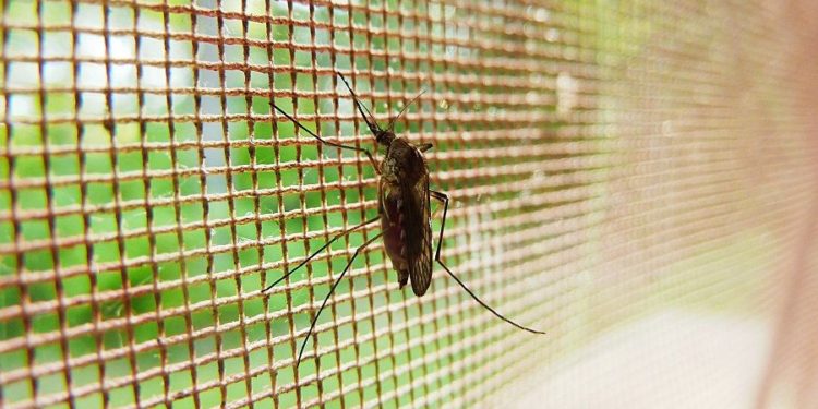 Congreso de Tabasco solicitará a la Secretaría de Salud intensificar fumigación ante plaga de mosquitos