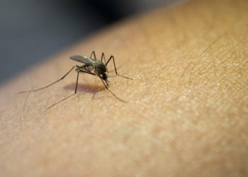 Plaga de mosquitos en Tabasco es consecuencia de las lluvias: SEGOTAB