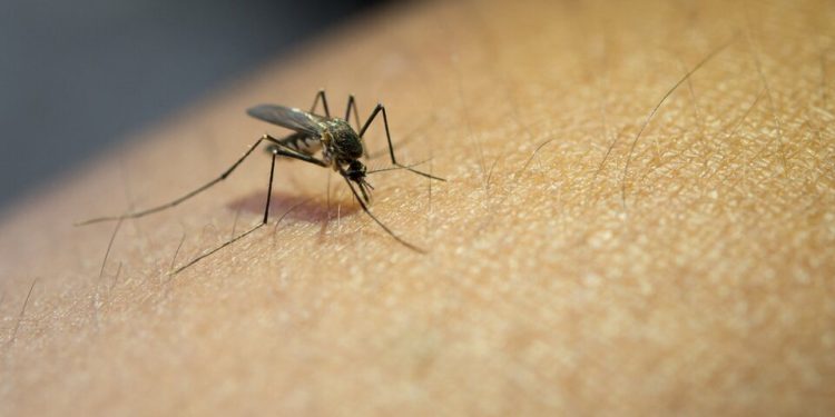 Plaga de mosquitos en Tabasco es consecuencia de las lluvias: SEGOTAB