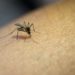 Plaga de mosquitos en Tabasco es consecuencia de las lluvias: SEGOTAB