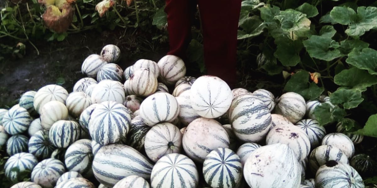 Inaugurarán nave industrial para la producción de chihua en Balancán