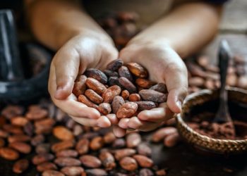 Cacao no volverá a su precio habitual, advierte Hacienda La Luz