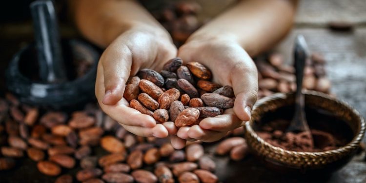 Cacao no volverá a su precio habitual, advierte Hacienda La Luz