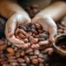 Cacao no volverá a su precio habitual, advierte Hacienda La Luz