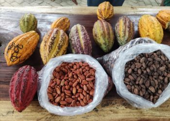 Cierra con 5 mdp de derrama económica el Festival Nacional del Cacao en Comalcalco