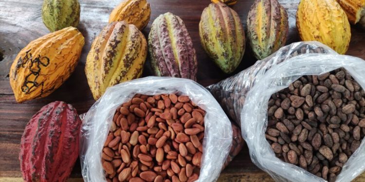 Cierra con 5 mdp de derrama económica el Festival Nacional del Cacao en Comalcalco