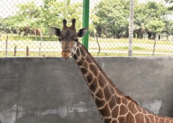 Jirafa “Nasha” llega al Yumka´, en calidad de préstamo reproductivo