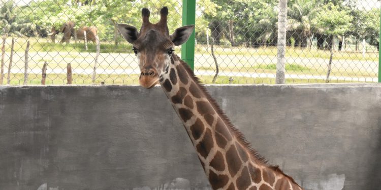 Jirafa “Nasha” llega al Yumka´, en calidad de préstamo reproductivo