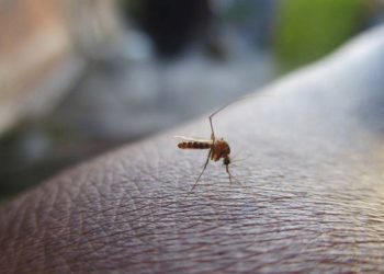 Aumentan muertes por dengue en Tabasco: 13 decesos registrados en 2024