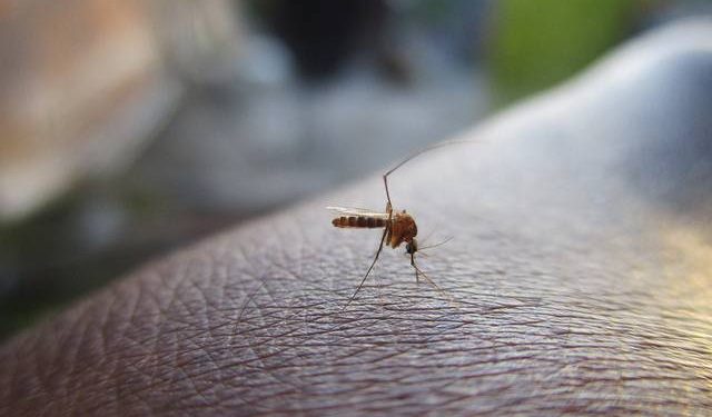 Aumentan muertes por dengue en Tabasco: 13 decesos registrados en 2024