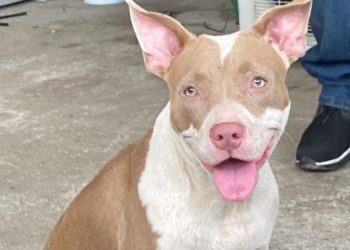 Ayuntamiento de Jalapa condena crueldad contra perrita ‘Azula’; esperan resultados de investigación
