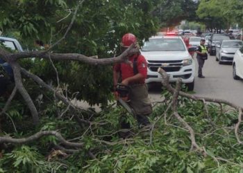 Colapsa rama sobre Paseo Usumacinta y afecta la circulación vehicular