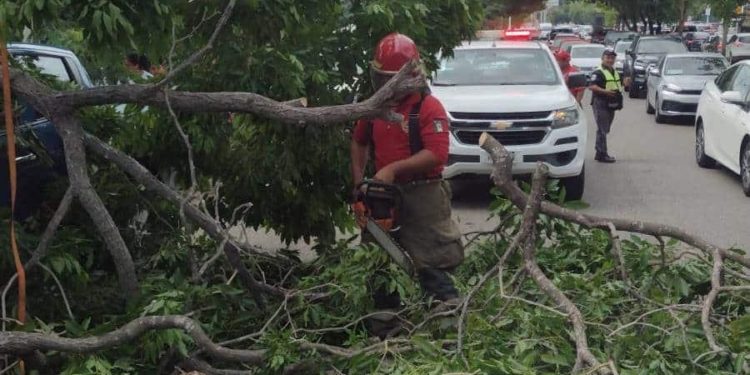 Colapsa rama sobre Paseo Usumacinta y afecta la circulación vehicular
