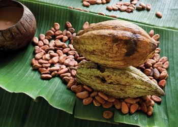 Proponen incentivar la producción de cacao en Tabasco con precios de garantía