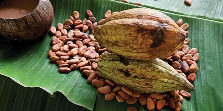 Proponen incentivar la producción de cacao en Tabasco con precios de garantía