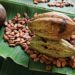 Proponen incentivar la producción de cacao en Tabasco con precios de garantía
