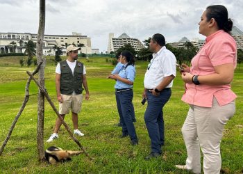 Rescata gobierno de BJ oso hormiguero en la Zona Hotelera