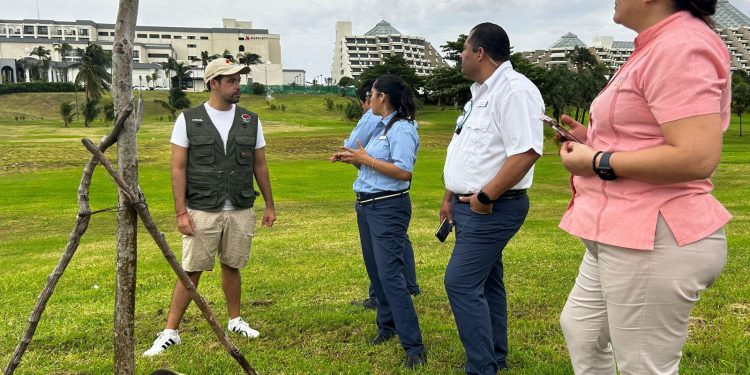 Rescata gobierno de BJ oso hormiguero en la Zona Hotelera