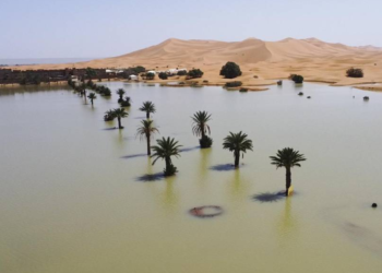 Tras las últimas lluvias intensas, el desierto del Sáhara está mostrando señales de una transformación ecológica