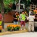 Embellecen Avenidas de Villahermosa con Flores de Cempasúchil para el Día de Muertos
