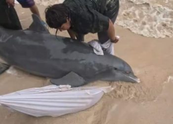 Rescatan a delfín herido cerca de una playa en Mahahual