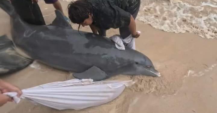 Rescatan a delfín herido cerca de una playa en Mahahual