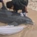 Rescatan a delfín herido cerca de una playa en Mahahual