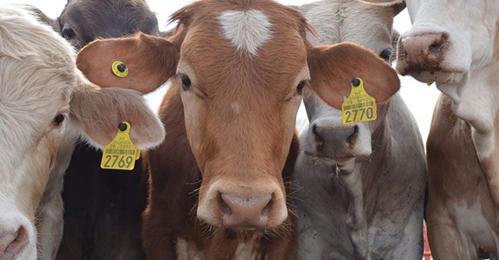 Se registran 4 mil interesados para el Crédito Ganadero a la Palabra en Tabasco