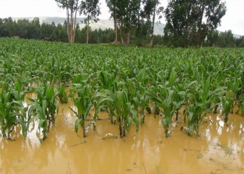 Productores agrícolas de Centro enfrentan pérdidas severas por lluvias recientes