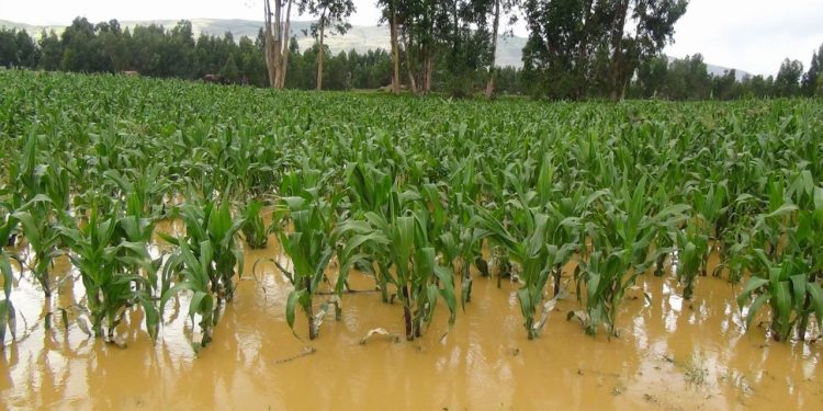 Productores agrícolas de Centro enfrentan pérdidas severas por lluvias recientes