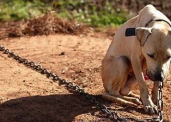 PVEM exhorta a denunciar maltrato animal para crear Fiscalía Especializada en Tabasco