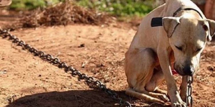 PVEM exhorta a denunciar maltrato animal para crear Fiscalía Especializada en Tabasco