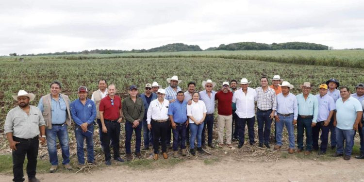 Refuerzan acciones para mejorar el rendimiento de la Zafra 2024-2025 en Quintana Roo