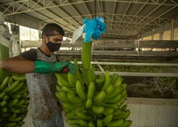 Teapa planea realizar el ‘Festival del Plátano’; aún se definen las fechas