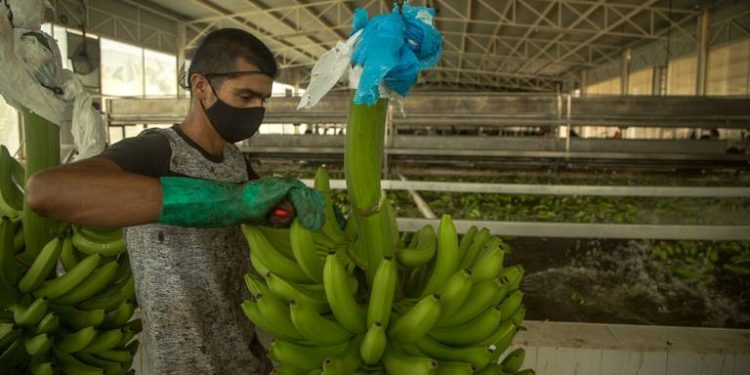 Teapa planea realizar el ‘Festival del Plátano’; aún se definen las fechas