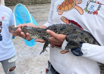 Rescatan fauna silvestre en Cozumel: un esfuerzo conjunto entre ciudadanos y la Fundación de Parques y Museos