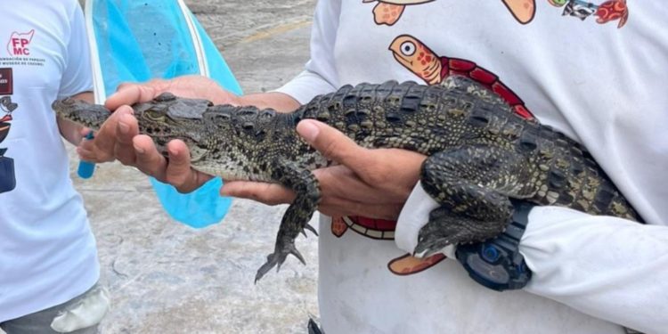 Rescatan fauna silvestre en Cozumel: un esfuerzo conjunto entre ciudadanos y la Fundación de Parques y Museos
