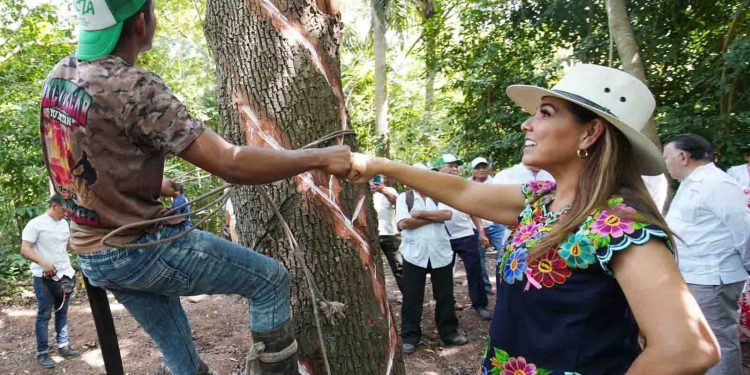 Obtiene Mara Lezama la Indicación Geográfica del Chicle Maya en histórica alianza con el IMPI, para beneficio de los pueblos mayas