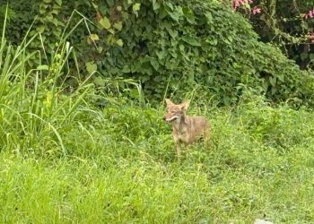 Avistán Coyote en plena calle de Villahermosa; Protección Civil intenta capturarlo