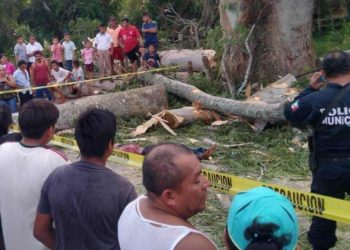 Joven fallece tras caerle un árbol en Comalcalco