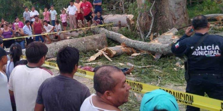 Joven fallece tras caerle un árbol en Comalcalco