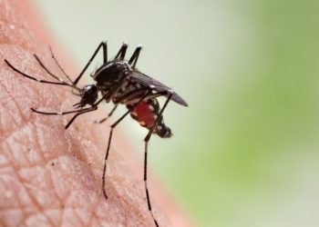 Aumentan los casos de Dengue en Cozumel