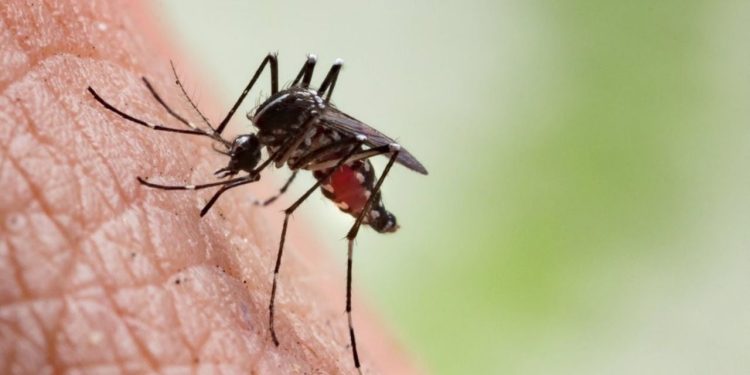 Aumentan los casos de Dengue en Cozumel